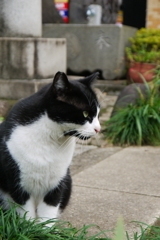 じー