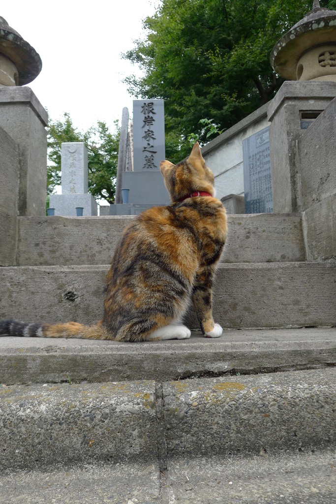 じー