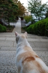 遠方を望む