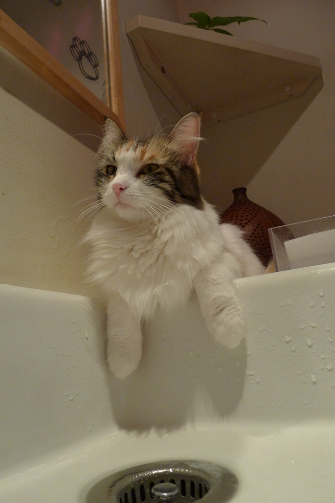 すふぃんくす？