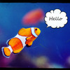 Hello