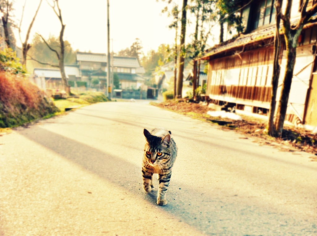 猫一匹、町を歩く
