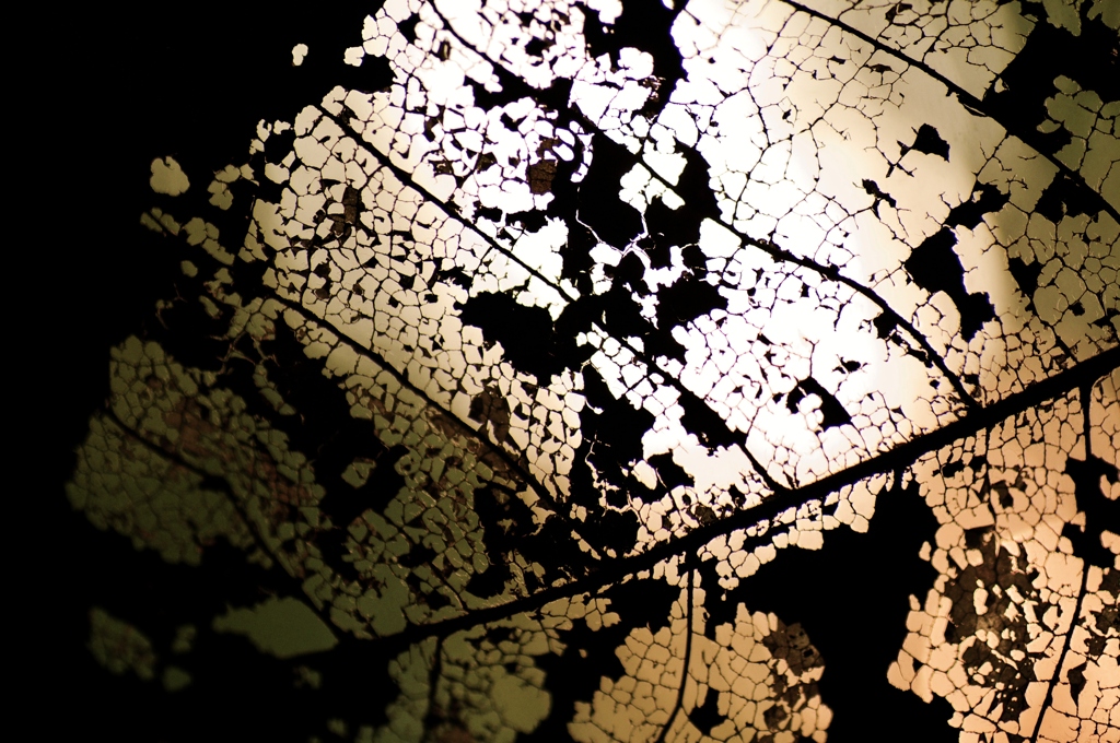 葉っぱの世界地図