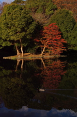 平家のお池も色付いて〜島に居るのは鷺なのカモ〜