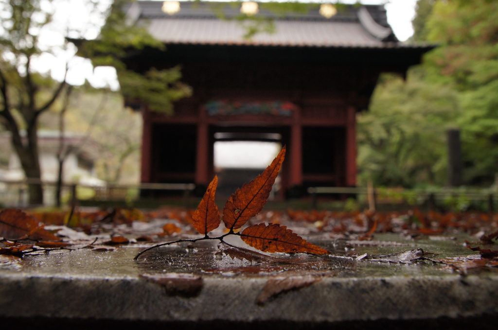 嵐の後の妙本寺 二天門（1/？）