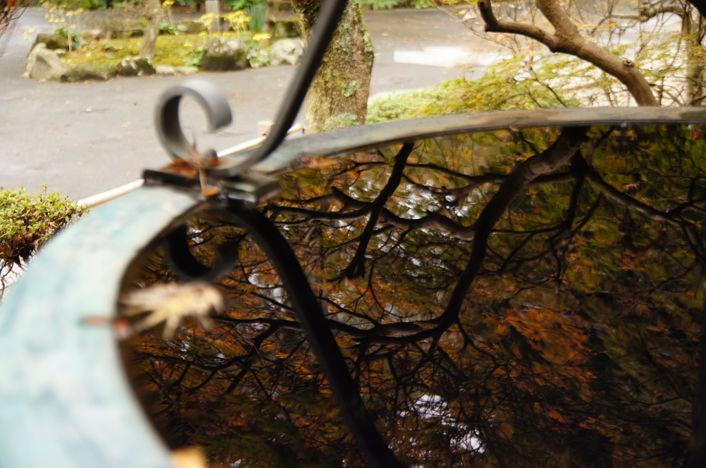 天水受けも色づいて（その１）妙本寺