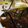 天水受けも色づいて（その１）妙本寺