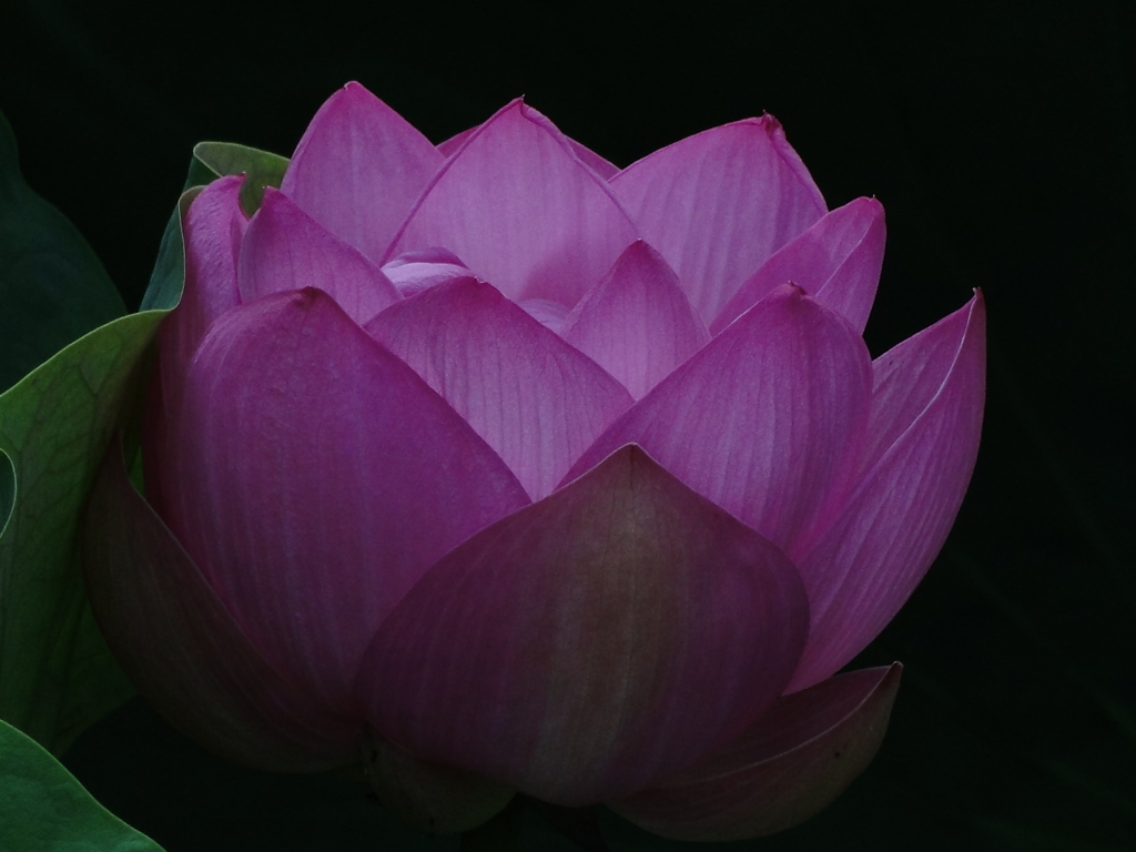 ハスデス・フィーバー2011（020）〜蓮華・a lotus flow〜