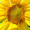 R9312769