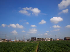 わたがし食べたい