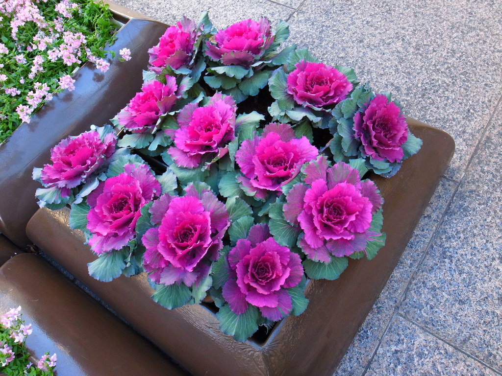 きれいなキャベツ？