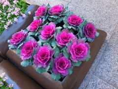 きれいなキャベツ？