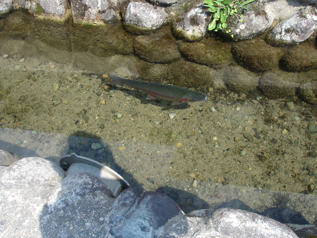 白河