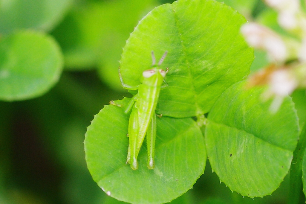 バッッッッッッタ