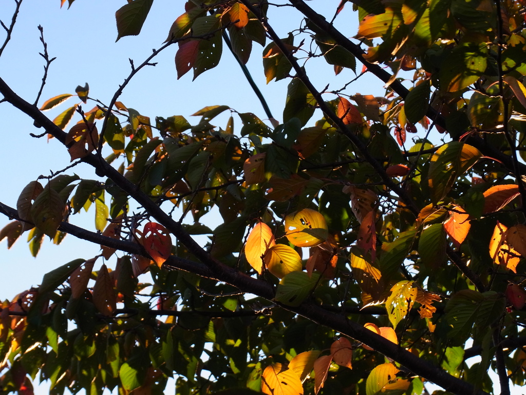 色づいてきました。