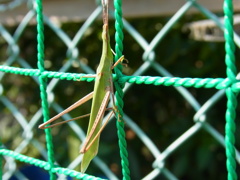 コンビニの店員