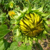 R9312781