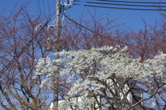 桜