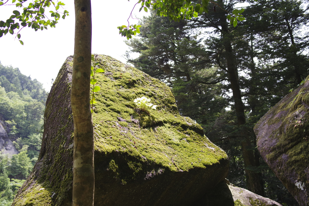 岩屋岩陰古墳