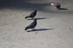 鳩ボケ