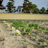 野菜