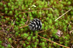 苔と松ぼっくり