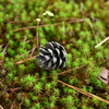 苔と松ぼっくり