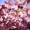 桜色