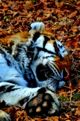 眠れるトラ