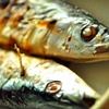 秋刀魚