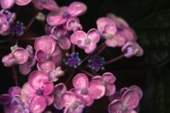 雨中線香花火