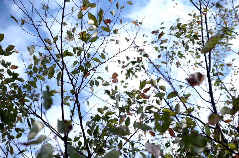 紅葉