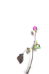 凍えるバラを摘んで