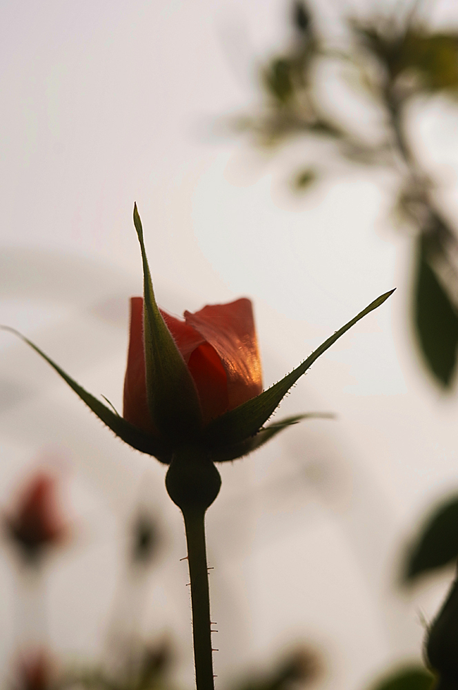 夕刻の薔薇
