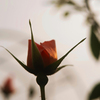 夕刻の薔薇