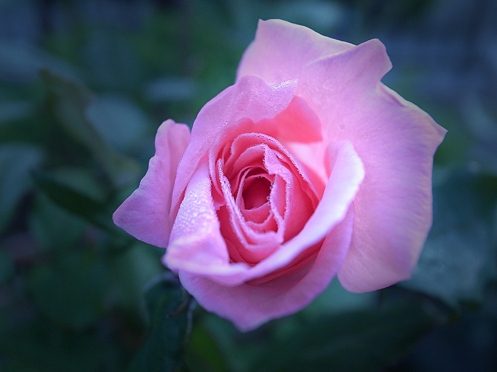 薔薇の露