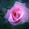 薔薇の露