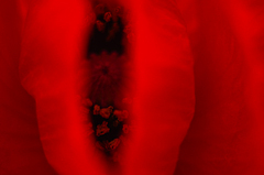 黒紅