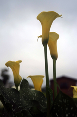 CALLA-3