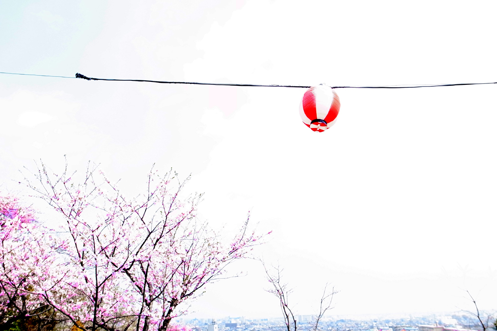 花見