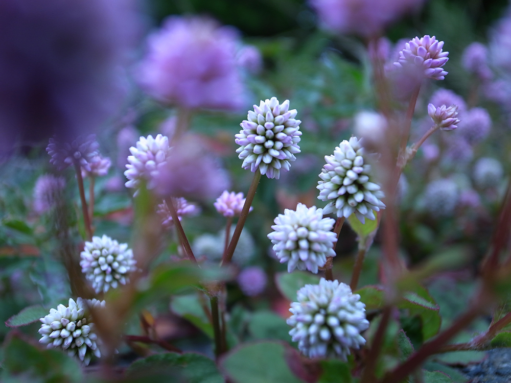ピンクの小花