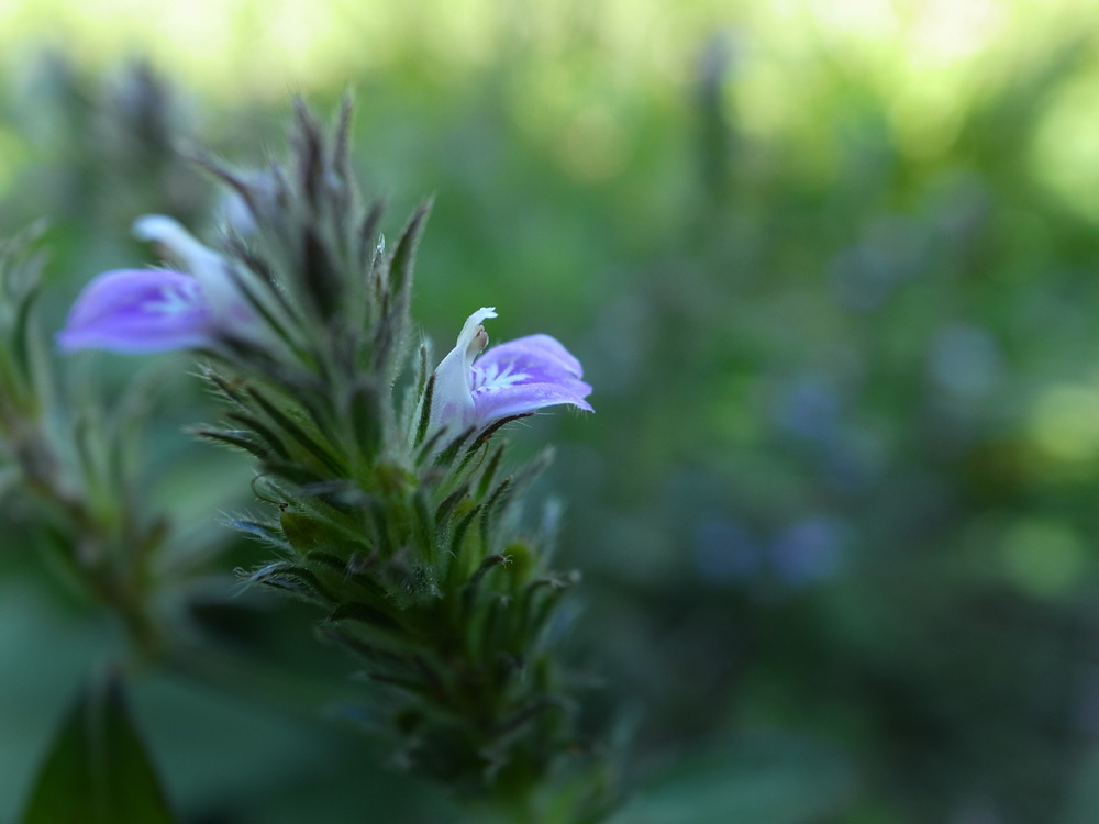 秋畑の小花