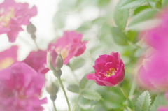 小薔薇