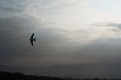 出梅の空