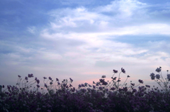 茜空