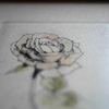壁に咲く薔薇