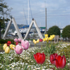 Alice Tulip five