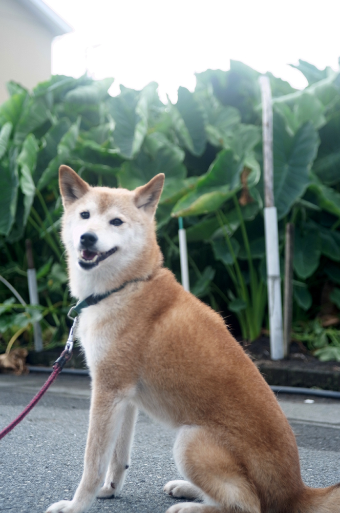 はな