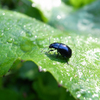 蕗の葉の虫