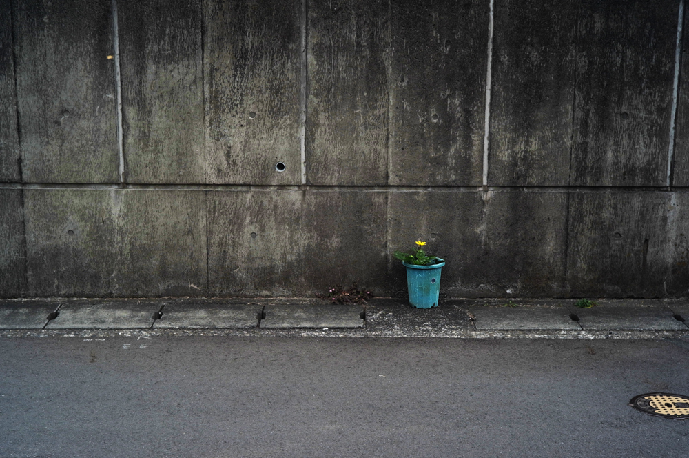 Yellow Flower